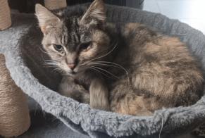 Discovery alert Cat Female Ebersheim France