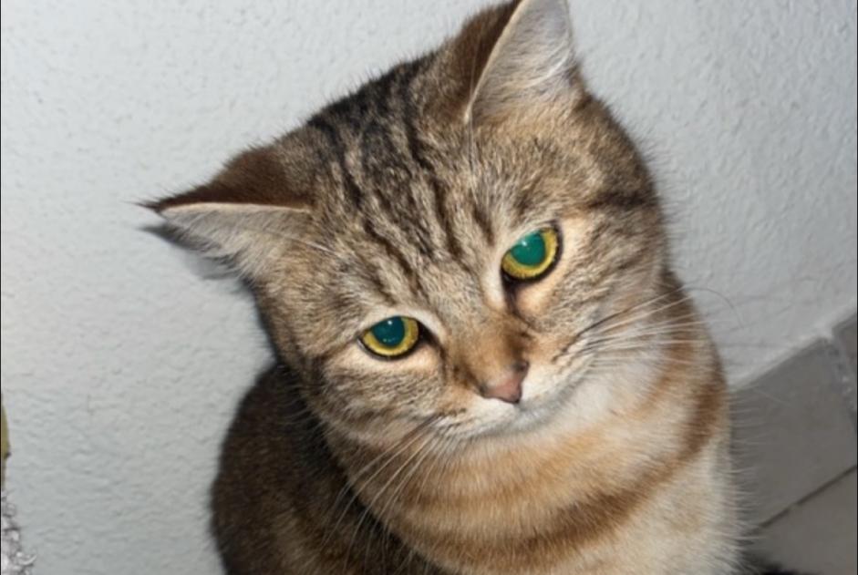 Disappearance alert Cat  Female , 2 years Rives France