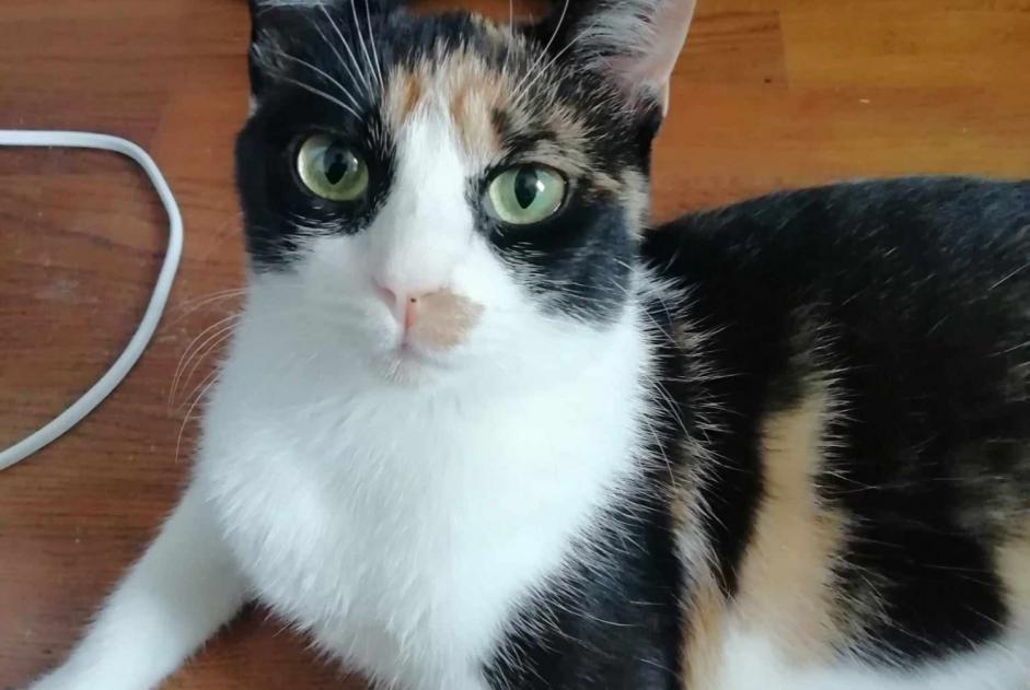 Disappearance alert Cat  Female , 5 years Fourg France
