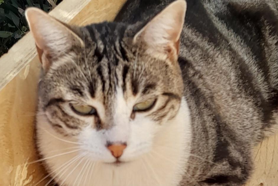 Disappearance alert Cat miscegenation Male , 3 years Saint-Christol-lès-Alès France