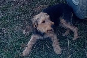 Disappearance alert Dog miscegenation Female , 3 years Clamerey France