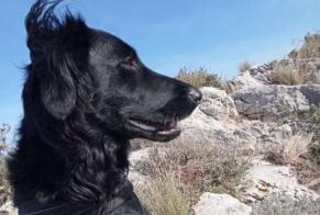 Disappearance alert Dog miscegenation Female , 1 years Paradou France