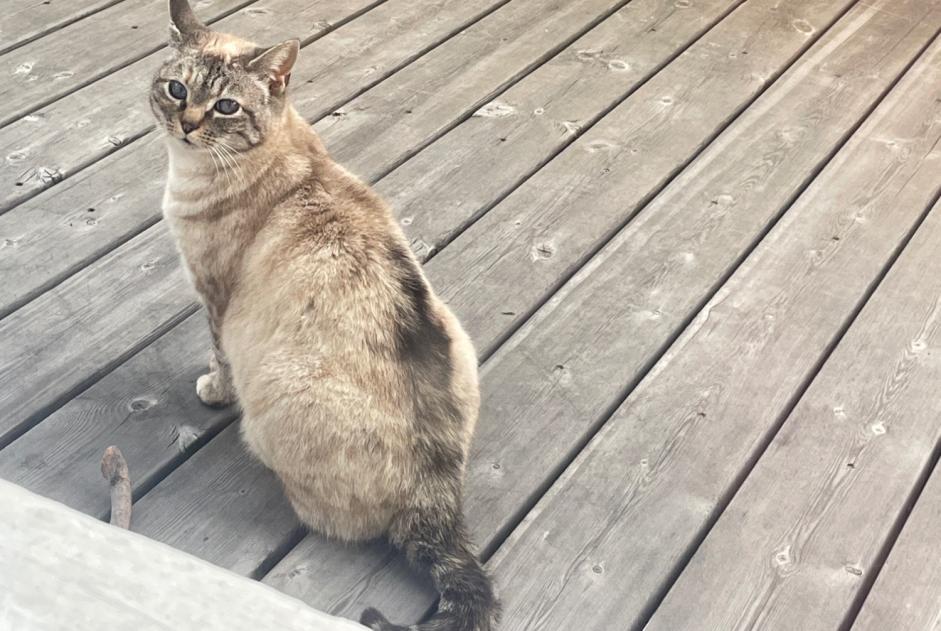Discovery alert Cat Unknown Champlan (Grimisuat Switzerland