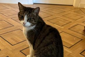 Discovery alert Cat Female Genève Switzerland