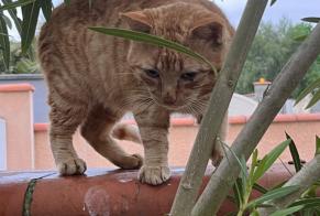 Discovery alert Cat Male Vic-en-Bigorre France