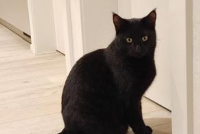 Disappearance alert Cat miscegenation Male , 3 years Jongny Switzerland