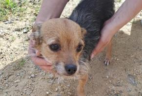 Discovery alert Dog miscegenation Female Saint-Amand-Montrond France