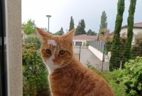 Disappearance alert Cat Male , 1 years Chamagnieu France