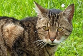 Discovery alert Cat  Female Blaisy-Bas France