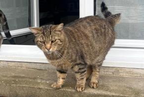 Disappearance alert Cat Male , 8 years Montville France