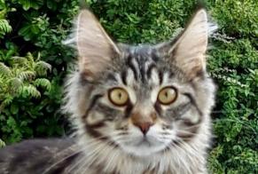 Disappearance alert Cat miscegenation Female , 3 years Villefontaine France