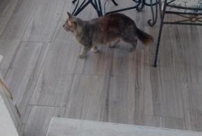 Discovery alert Cat miscegenation Female Manduel France