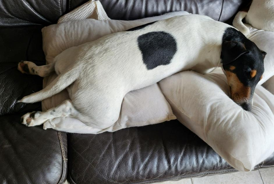 Disappearance alert Dog miscegenation Male , 5 years Coullons France