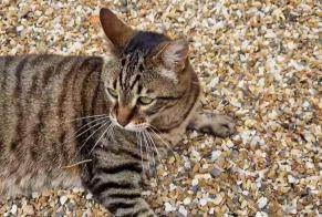 Disappearance alert Cat miscegenation Male , 11 years Saint-Martial-d'Artenset France