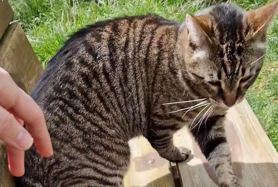 Disappearance alert Cat miscegenation Male , 11 years Saint-Martial-d'Artenset France