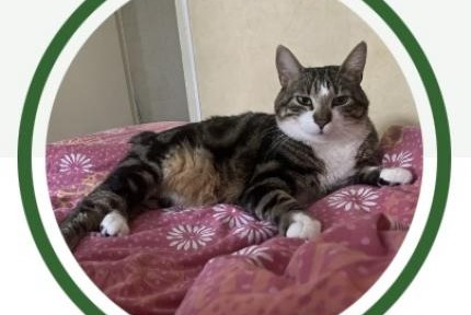 Disappearance alert Cat Male , 3 years Trélazé France