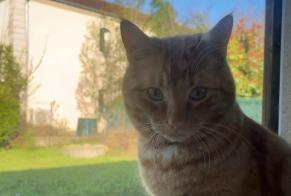 Disappearance alert Cat miscegenation Male , 2 years Mondelange France