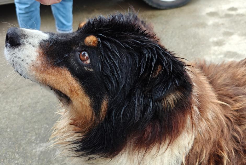 Discovery alert Dog miscegenation Female Landudec France