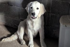 Discovery alert Dog  Male Saint-Mars-la-Réorthe France