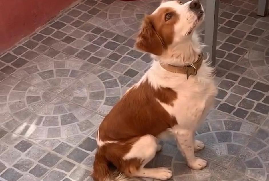 Disappearance alert Dog miscegenation Female , 6 years Aubagne France