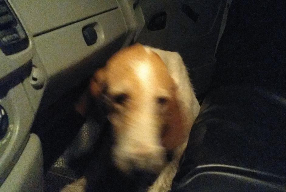 Discovery alert Dog Unknown , 6 years Busserolles France