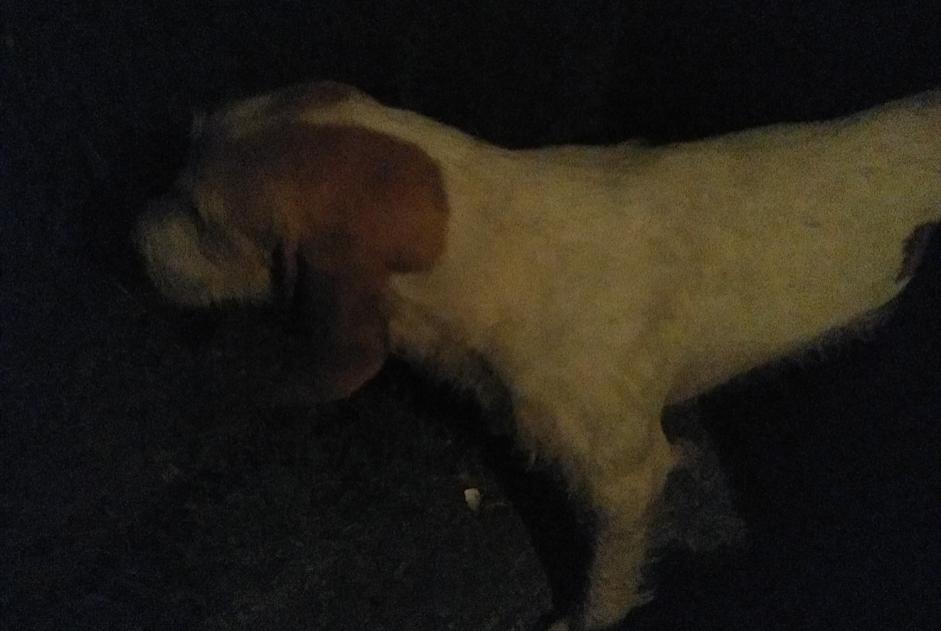 Discovery alert Dog Unknown , 6 years Busserolles France
