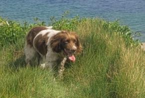 Disappearance alert Dog  Male , 6 years Plomeur France