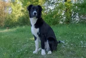 Disappearance alert Dog miscegenation Male , 0 years Antonne-et-Trigonant France