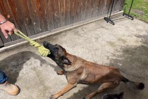 Discovery alert Dog  Male Bassignac-le-Bas France