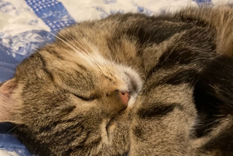 Disappearance alert Cat Male , 5 years Saint-Herblain France