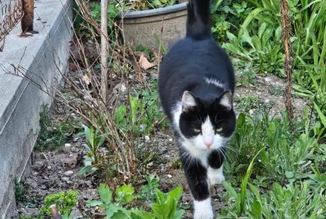 Disappearance alert Cat Female , 2 years Etoy Switzerland