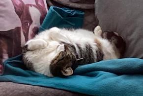 Discovery alert Cat miscegenation Male Limeil-Brévannes France