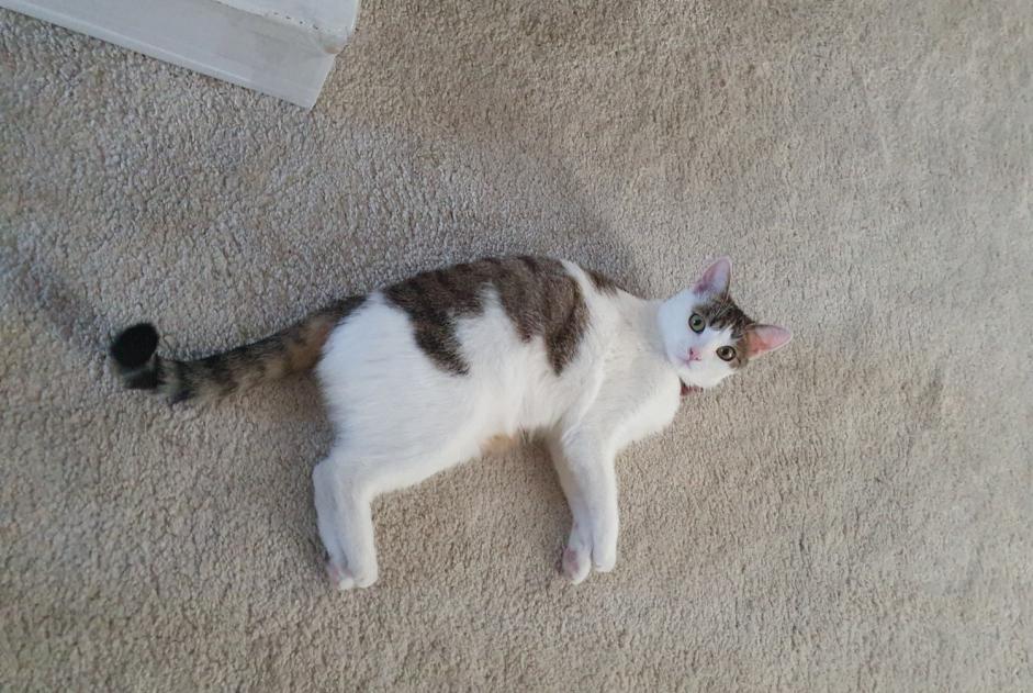 Cat Gone in Valkenswaard (, Netherlands)  - disappearance  Pet Alert  alert #362096