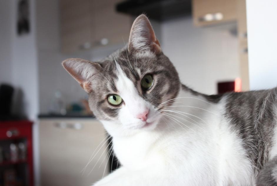 Alerta de Desaparición Gato Macho , 8 años Hanvec Francia