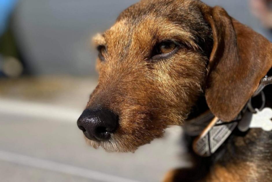 Alerta de Desaparición Perro cruce Hembra , 6 años Stotzheim Francia