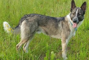 Alerta de Desaparición Perro cruce Macho , 6 años Colombies Francia