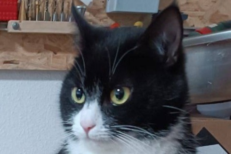 Alerta de Desaparición Gato  Hembra , 5 años Conty Francia