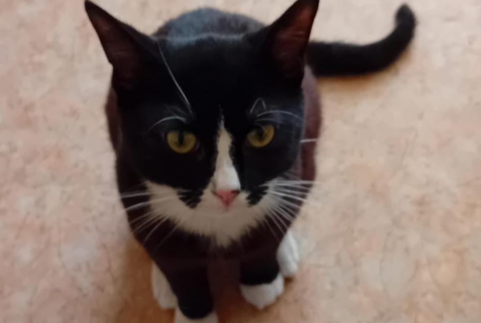 Alerta de Desaparición Gato Macho , 1 años Gien Francia