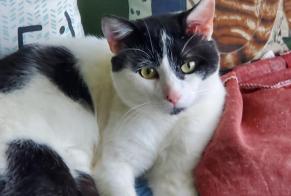 Alerta de Hallazgo Gato cruce Desconocido Chartres Francia