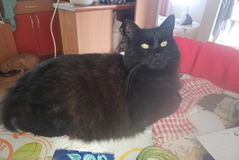 Alerta de Desaparición Gato cruce Hembra , 21 años Arraute-Charritte Francia
