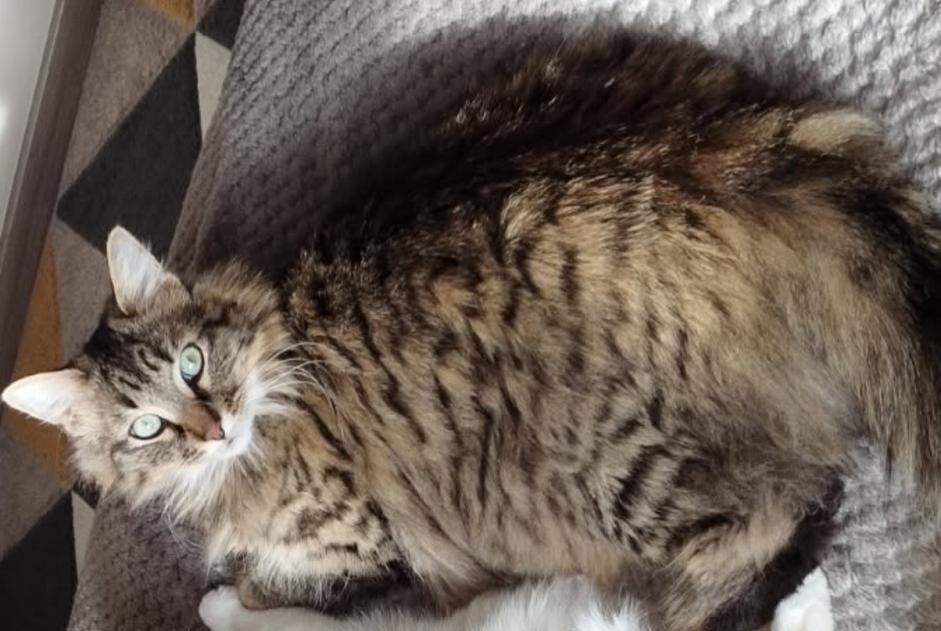 Alerta de Desaparición Gato cruce Macho , 4 años Niort Francia