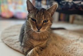 Alerta de Desaparición Gato Macho , 16 años Bruinisse Países Bajos