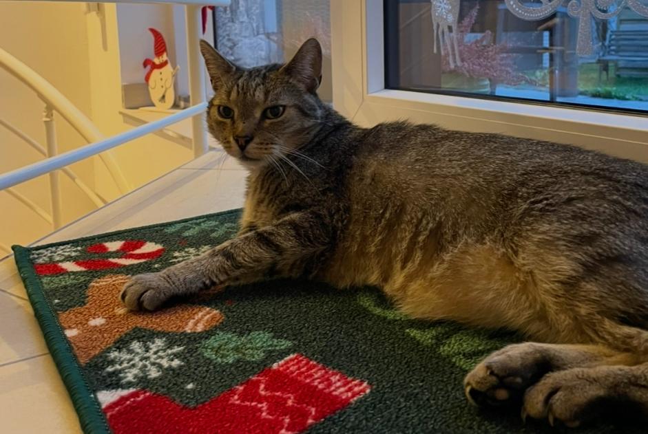 Alerta de Desaparición Gato Macho , 16 años Bruinisse Países Bajos
