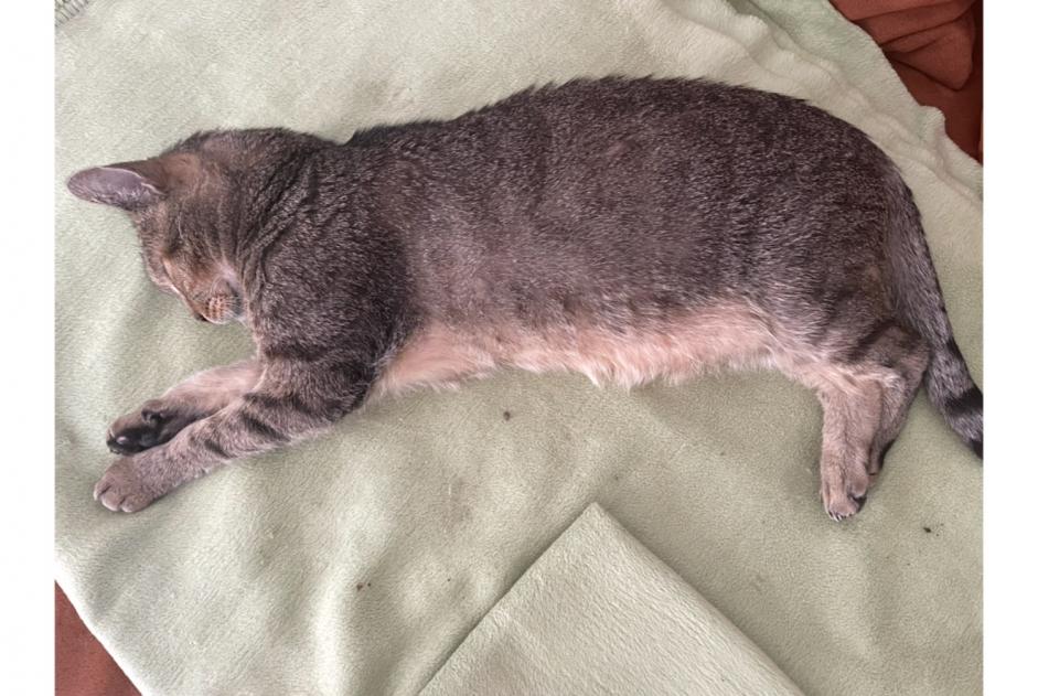 Alerta de Desaparición Gato Macho , 16 años Bruinisse Países Bajos