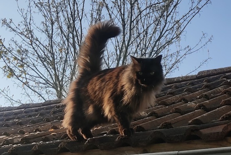 Alerta de Desaparición Gato Macho , 12 años Crécy-la-Chapelle Francia