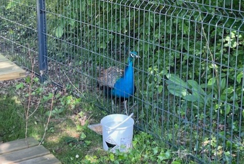 Alerta de Hallazgo Pájaro Macho La Roche-sur-Yon Francia