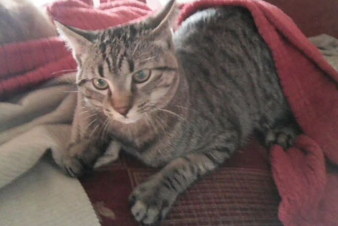 Alerta de Desaparición Gato cruce Macho , 1 años Saint-Jean-Kourtzerode Francia