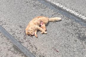 Alerta de Hallazgo Gato Desconocido Moulis Francia