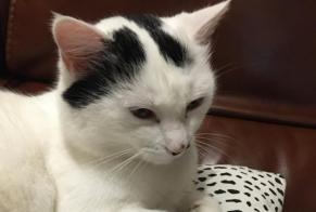 Alerta de Desaparición Gato Hembra , 6 años Saint-Brice-sur-Vienne Francia