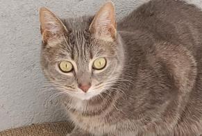 Alerta de Desaparición Gato  Hembra , 8 años Puiseaux Francia